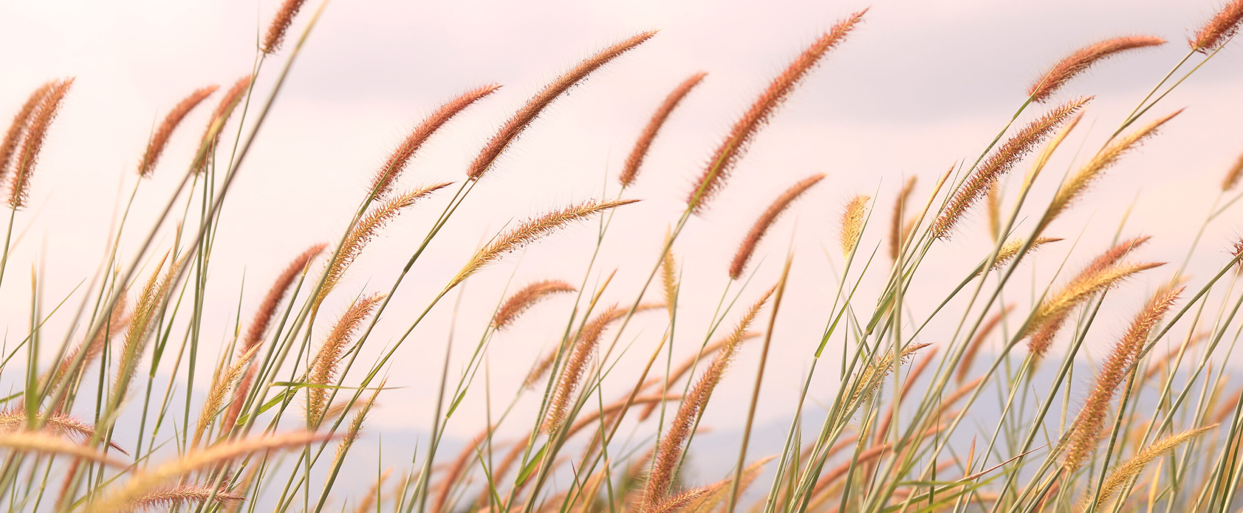 FLEURANCE NATURE - PACKAGING IDENTITÉ GAMME COSMÉTIQUE