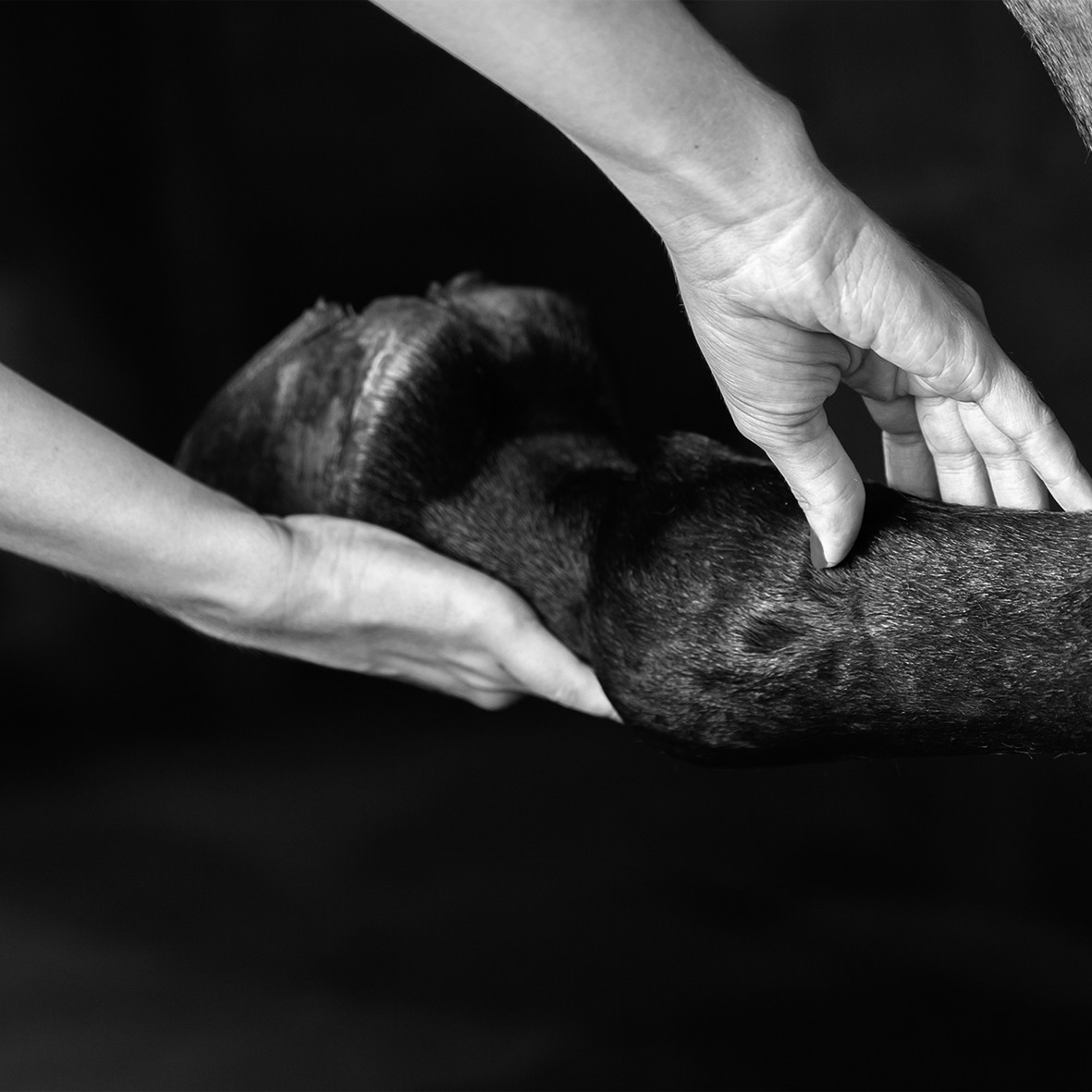 Veterinarian,Examining,Horse,Leg,Tendons SHIATSU ÉQUIN SÉVERINE JEAN