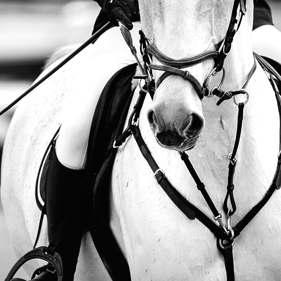Equestrian,Sport.,Portrait,Sports,White,Stallion,In,The,Bridle.,The édition jomini