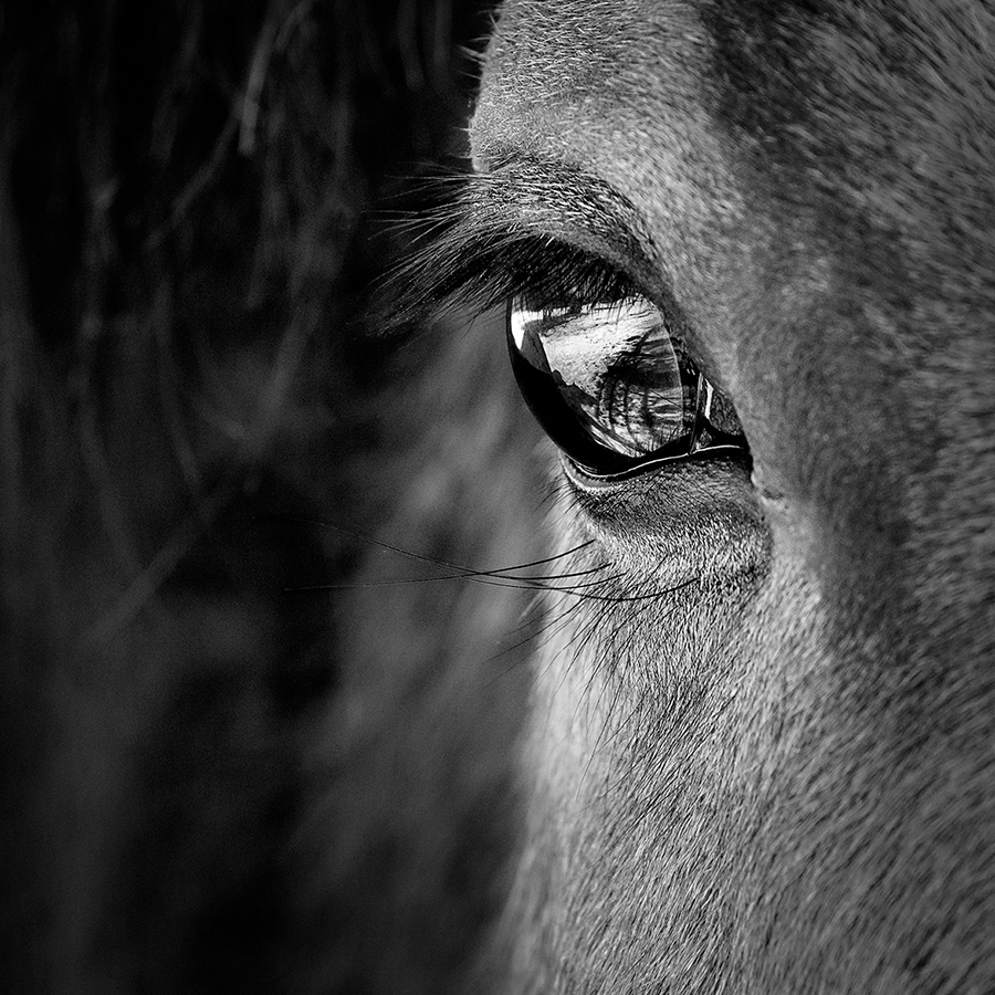 Eye,And,Face,Of,Horse,In,Black,And,White