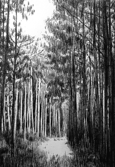 CEDRIC TORNE FORET CEDRIC TORNE FORET
